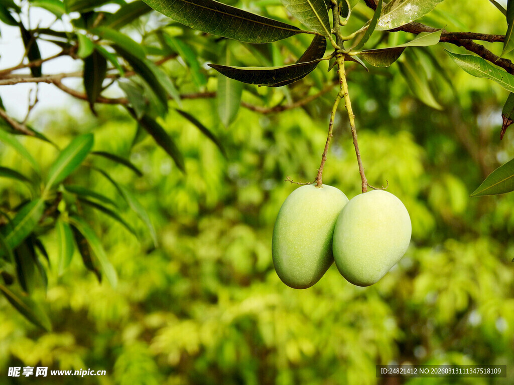 枝头双芒果