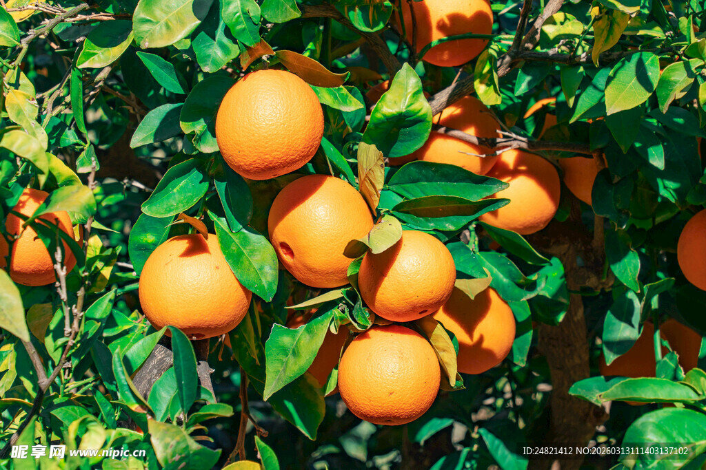 挂满果实的繁茂橙子树
