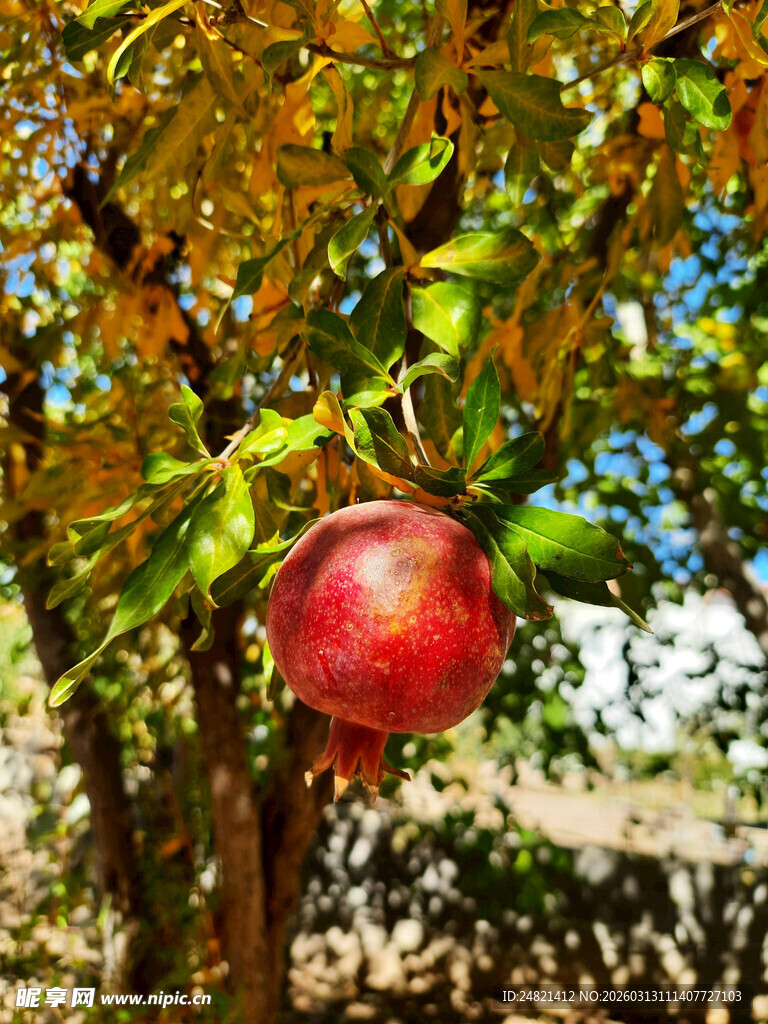 枝头饱满的红石榴