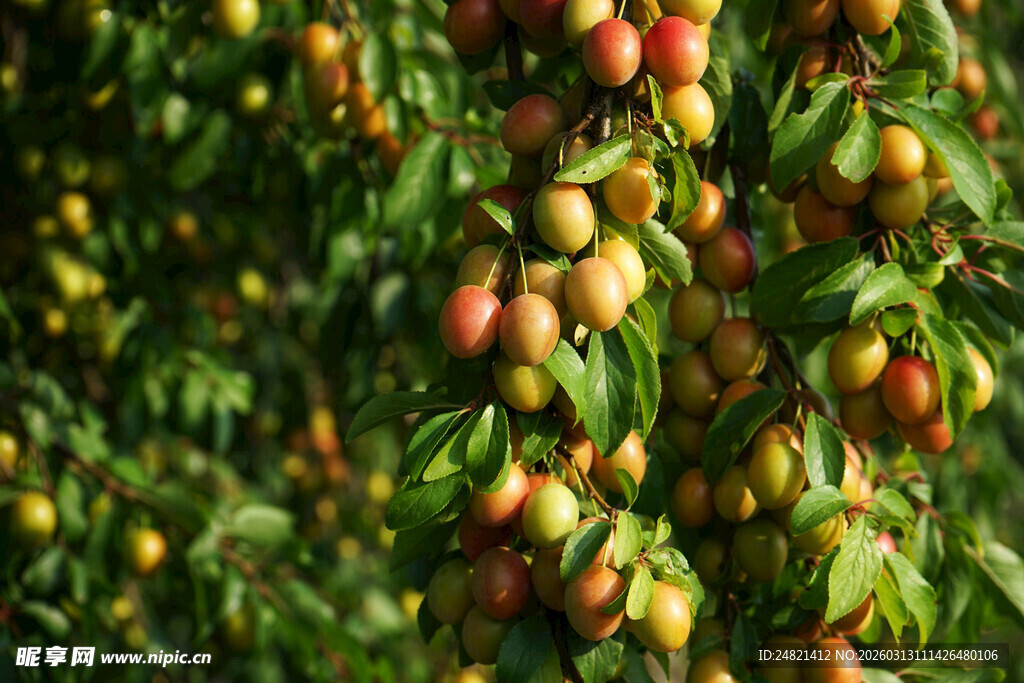 挂满果实的繁茂李子树