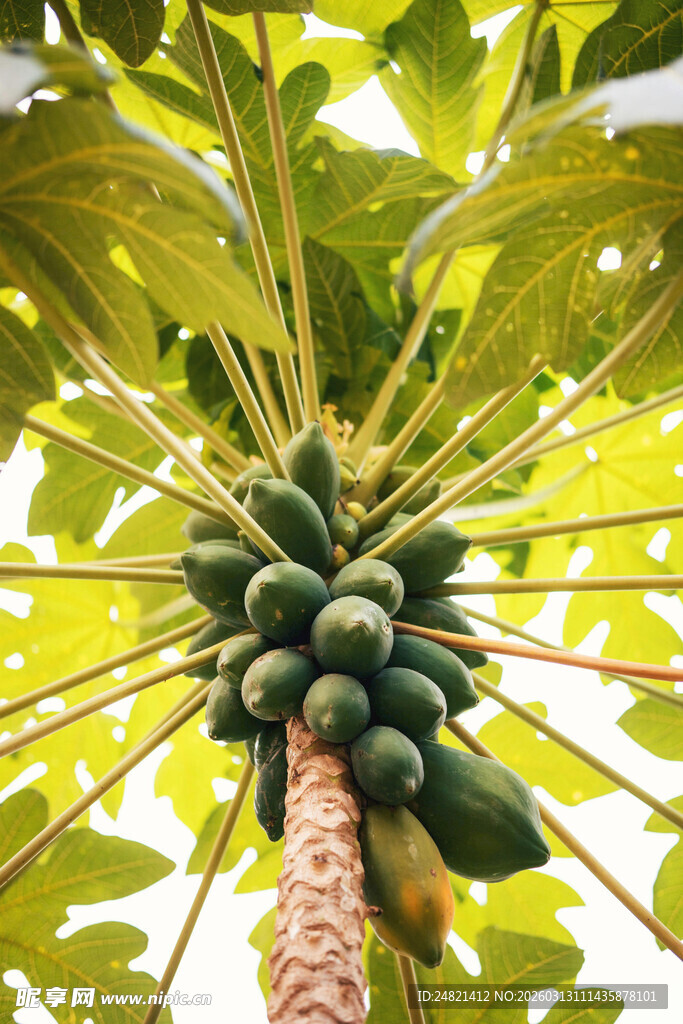 木瓜树硕果累累