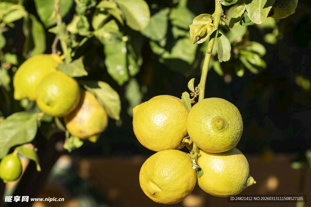 枝头青黄色番茄果实