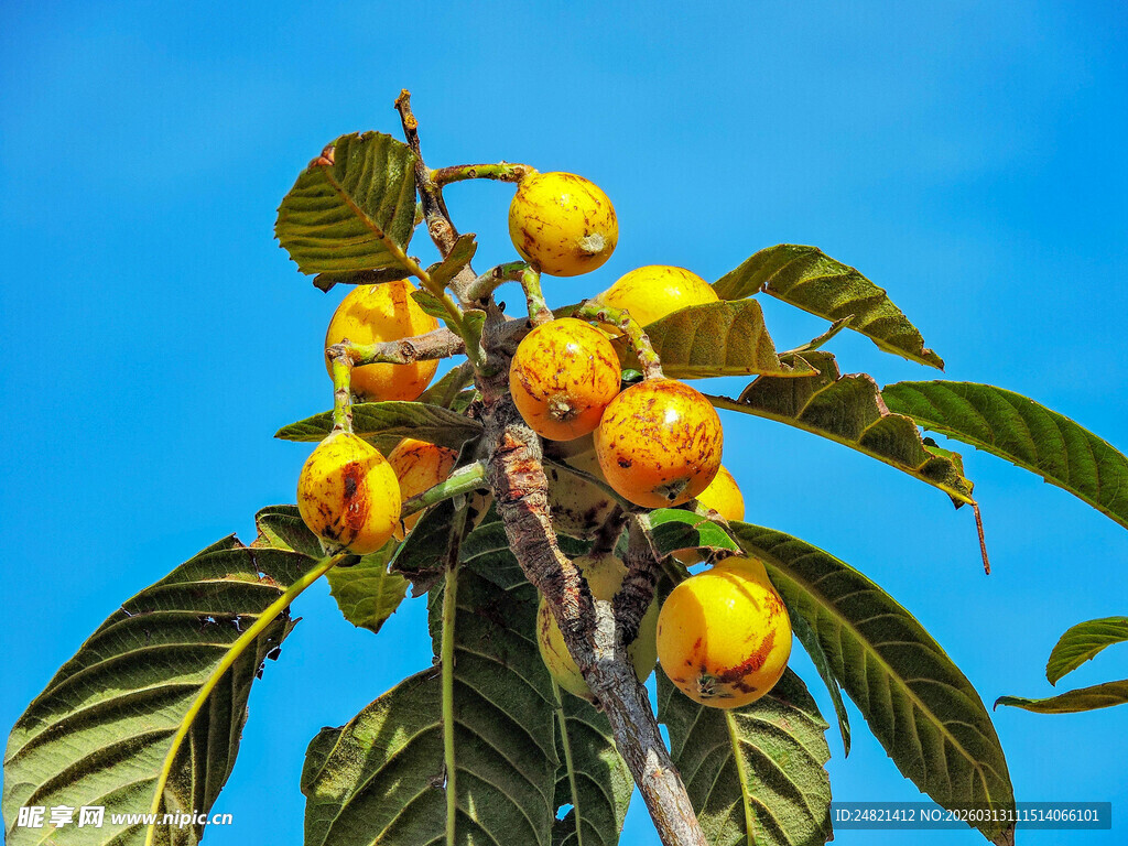 枝头硕果累累的柿子树