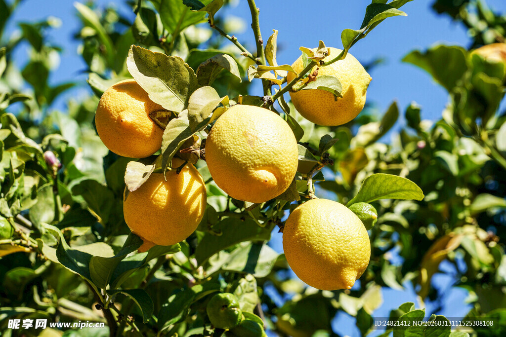枝头饱满的成熟柠檬