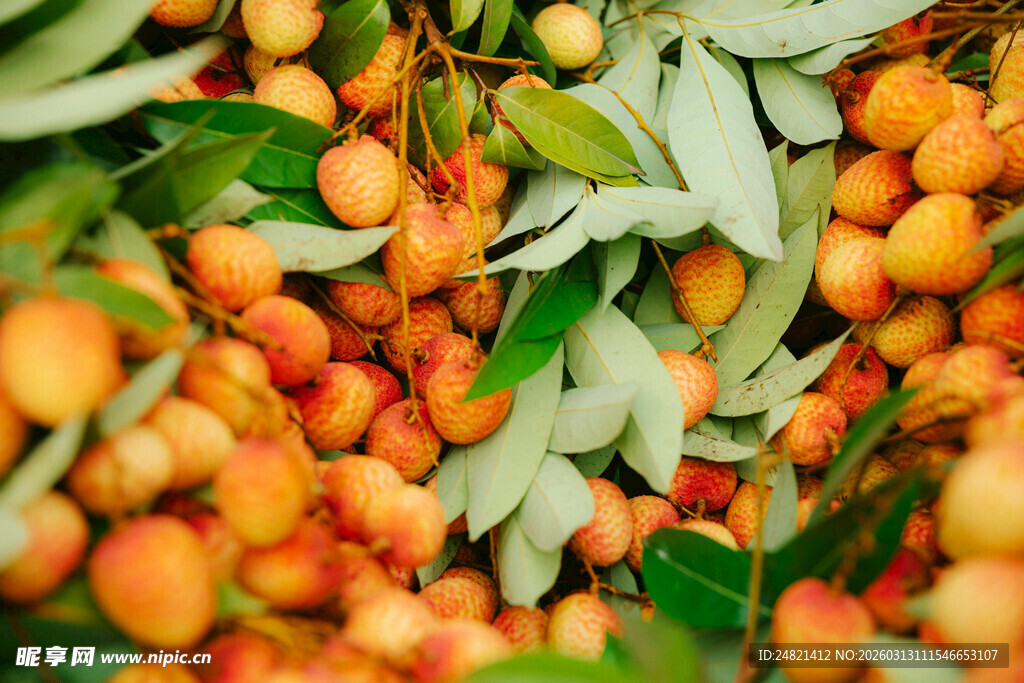 饱满沙棘果与翠绿叶片