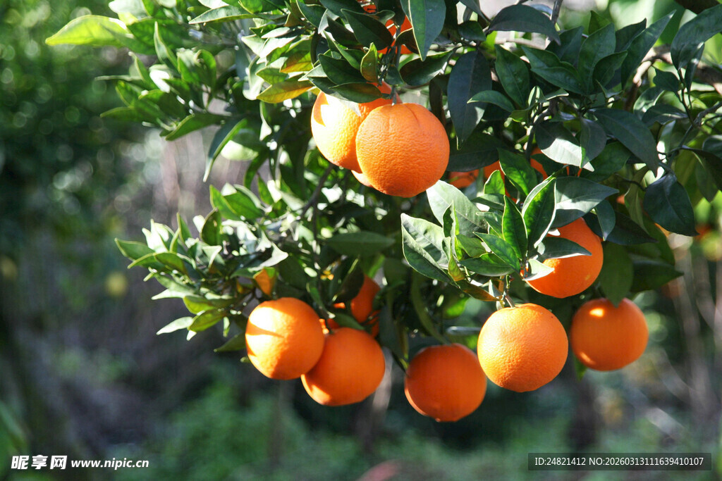 枝头挂满饱满橙子
