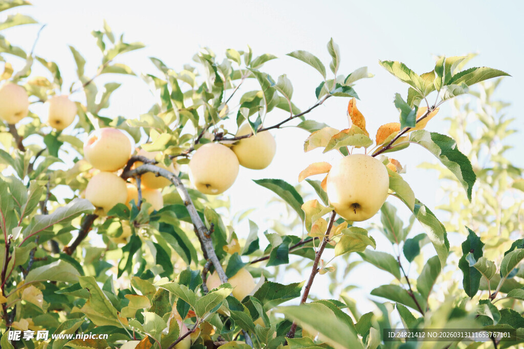 枝头硕果累累的繁茂景象