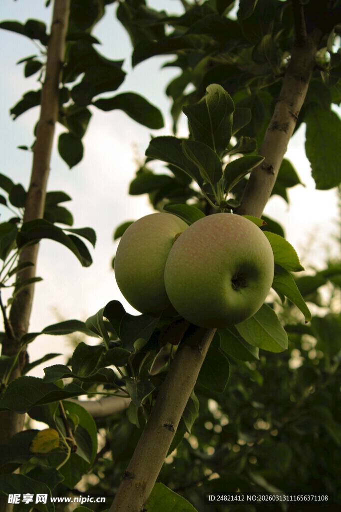枝头青苹果