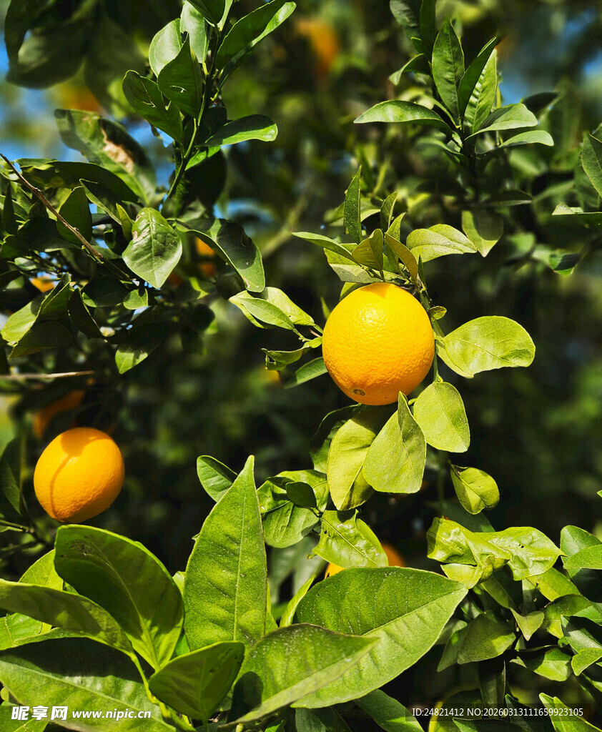 枝头黄橙