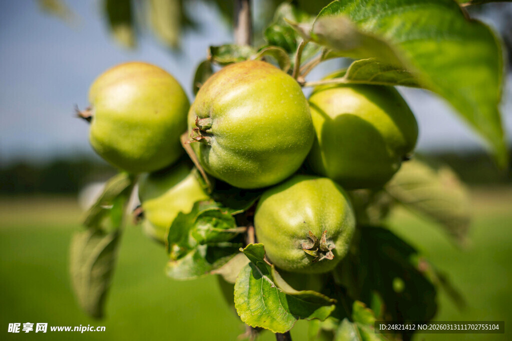 枝头青绿未熟的果实