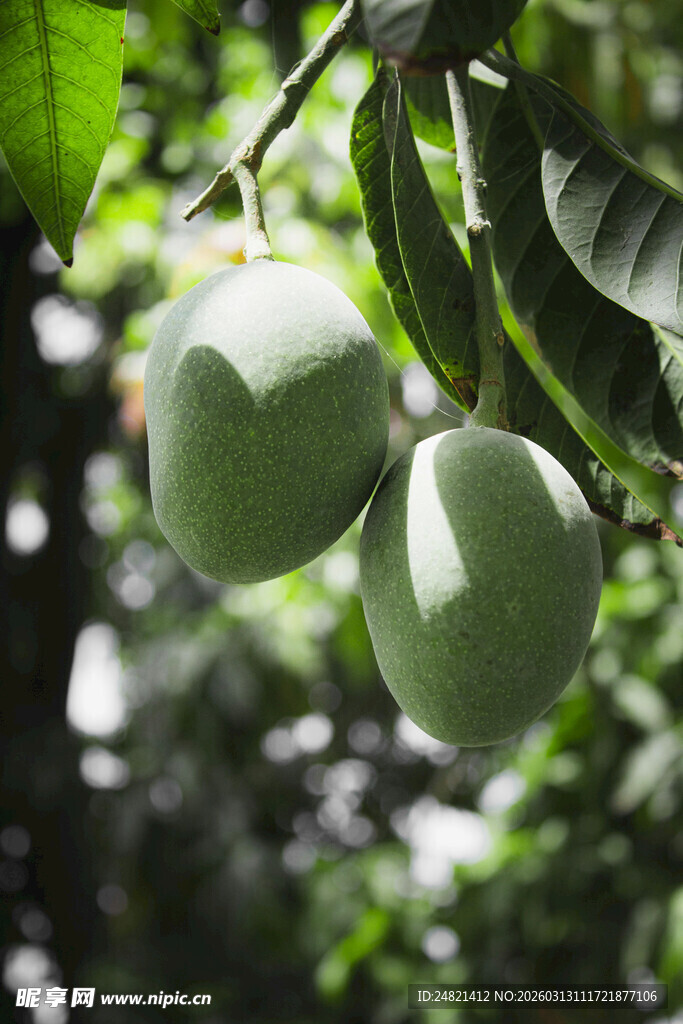 枝头青果