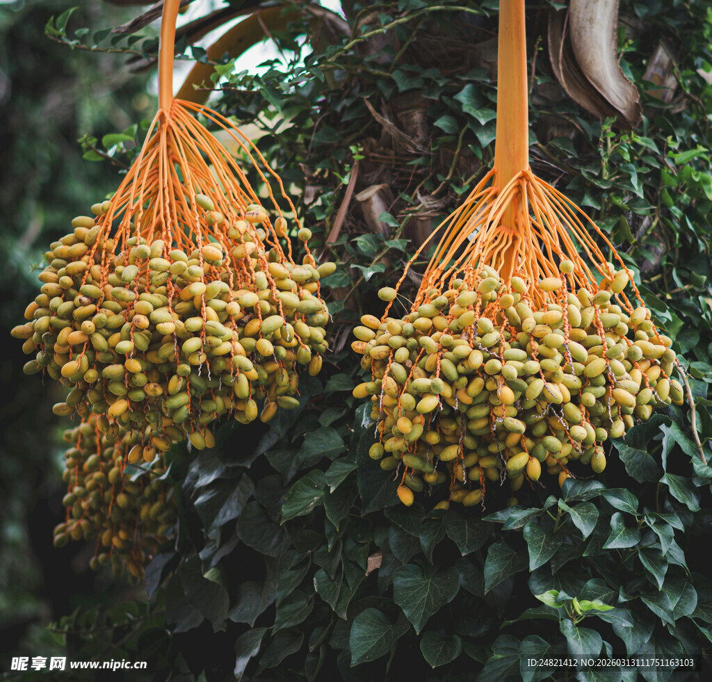 挂在树上的成串黄色果实