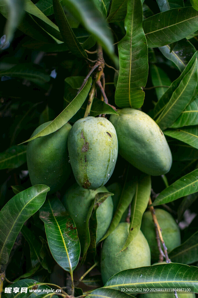 枝头青芒挂绿叶