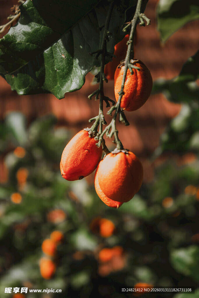 枝头挂着的鲜艳小番茄