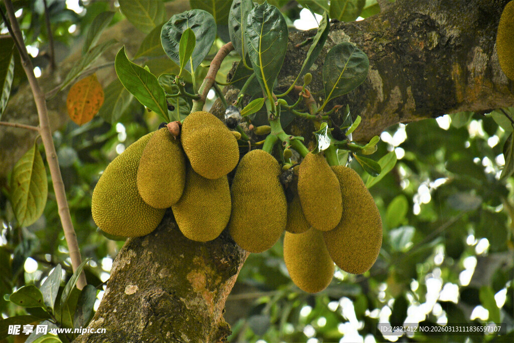 树上饱满的黄皮菠萝蜜