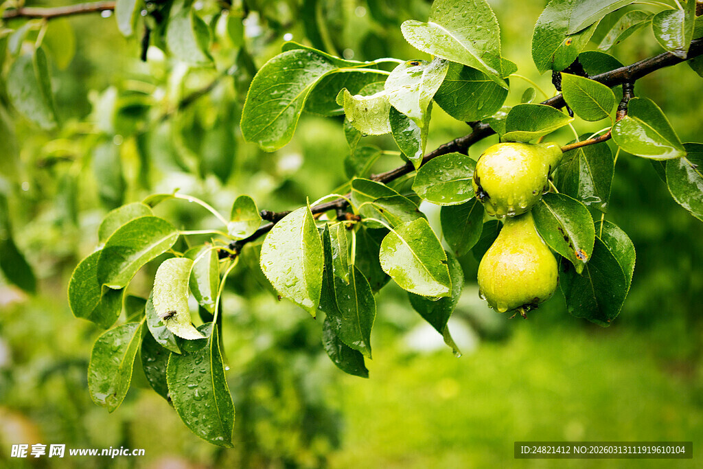 枝头青梨挂绿叶间