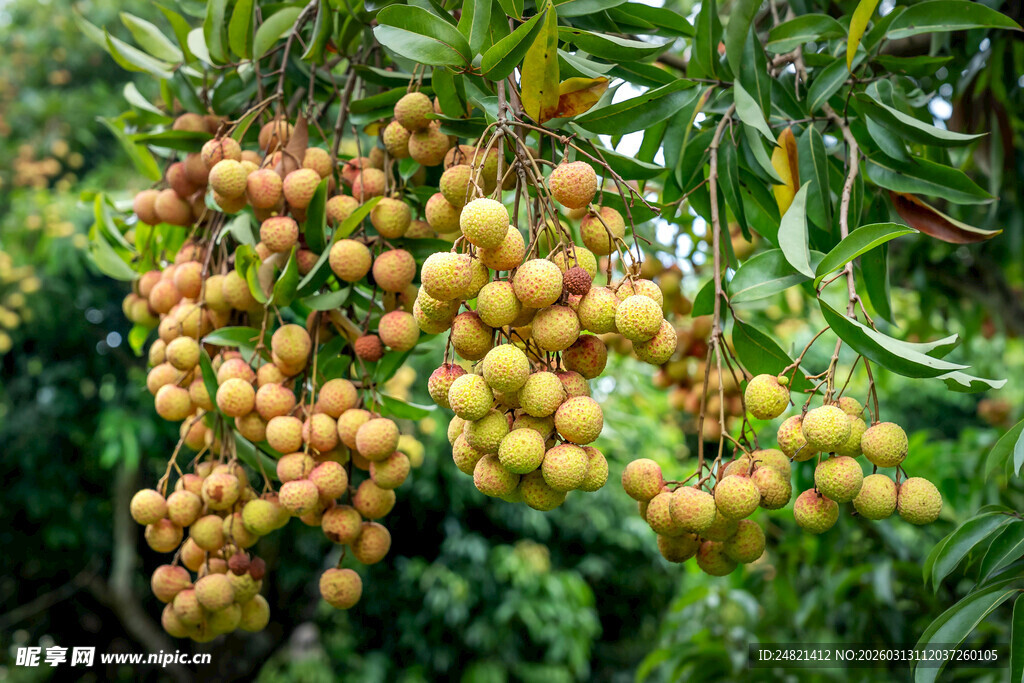 枝头挂满饱满的黄皮果