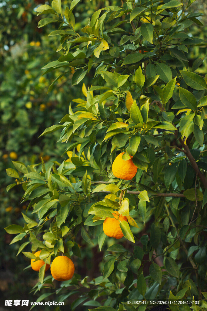 枝头挂满金黄的成熟橘子