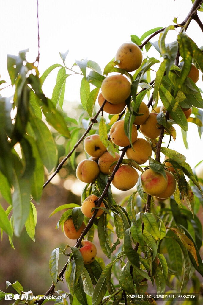 枝头硕果累累的黄杏