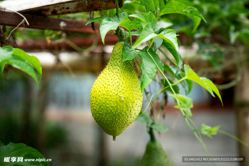 藤蔓上悬挂的翠绿葫芦