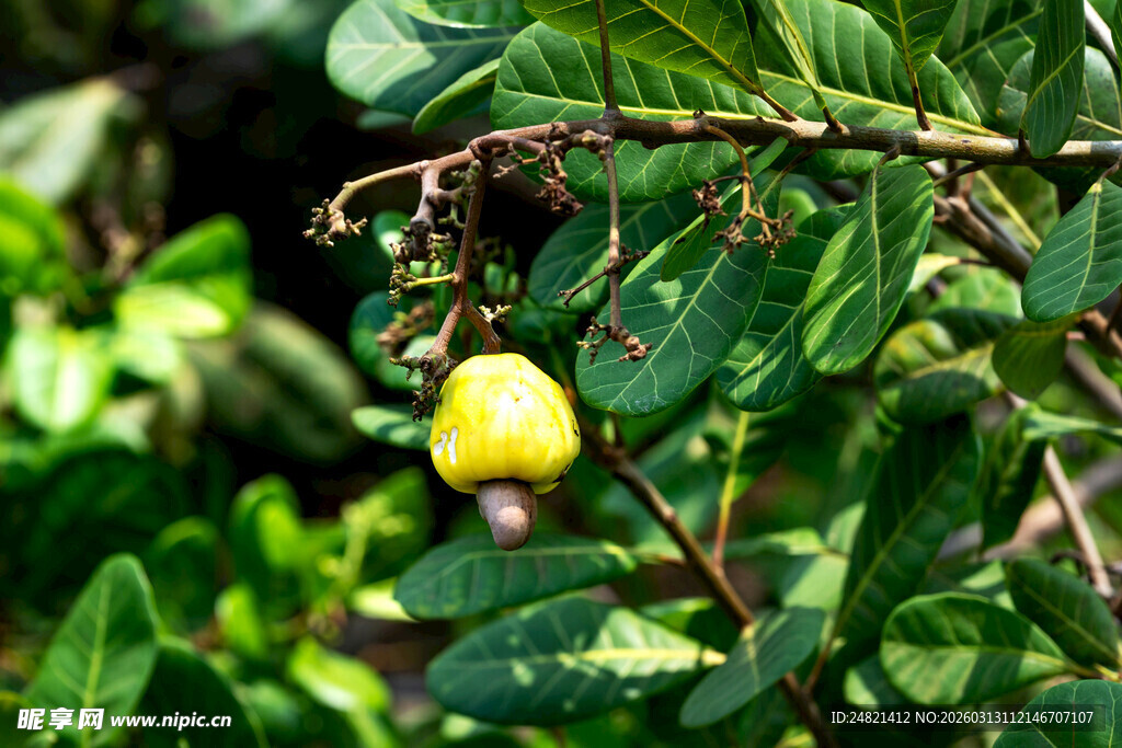 枝头的黄色果实