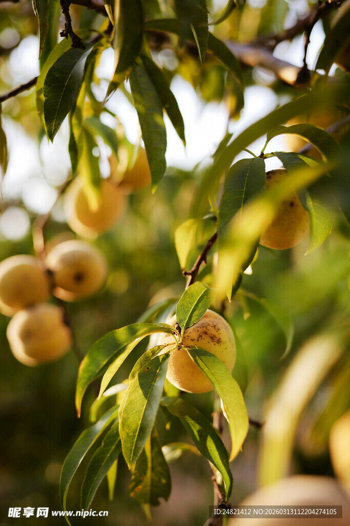 枝头硕果累累的黄桃