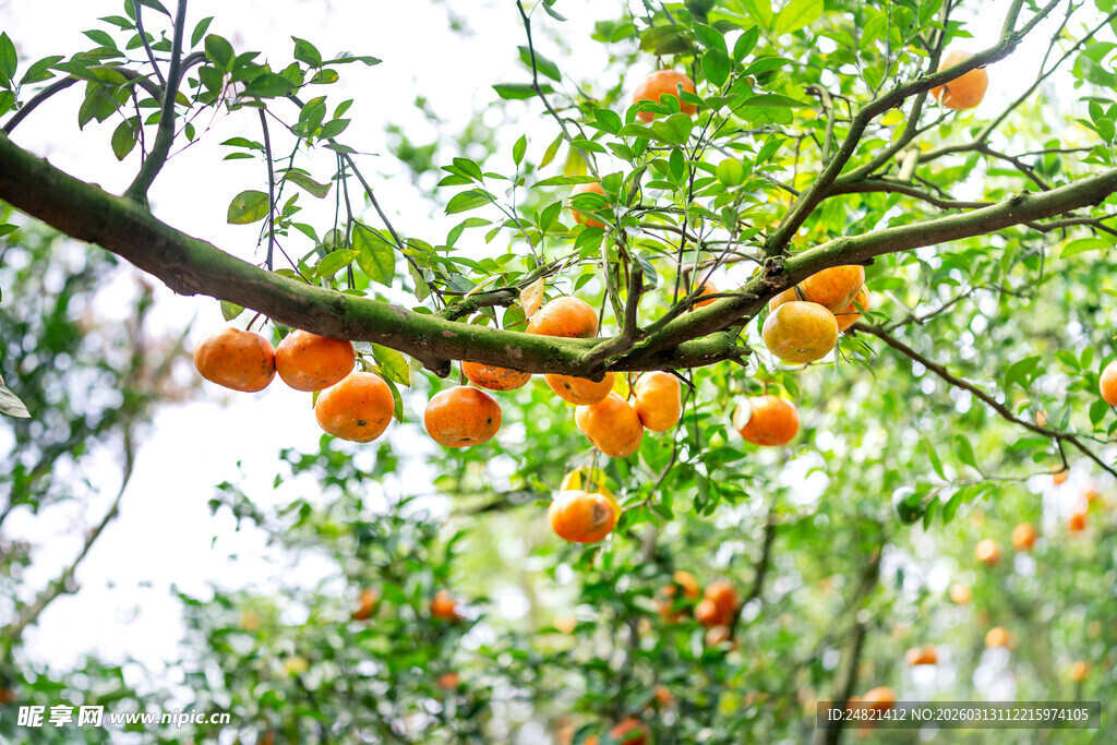 枝头挂满橙黄的新鲜橘子