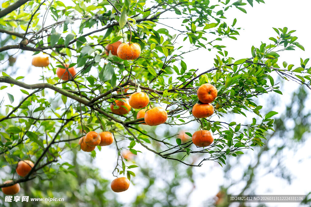 枝头挂满橙黄诱人的果实