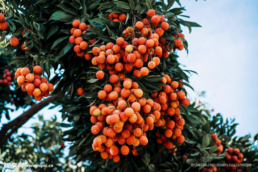 枝头挂满橙红诱人柿子