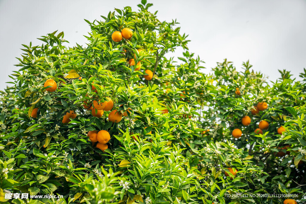 挂满橙子的繁茂果树