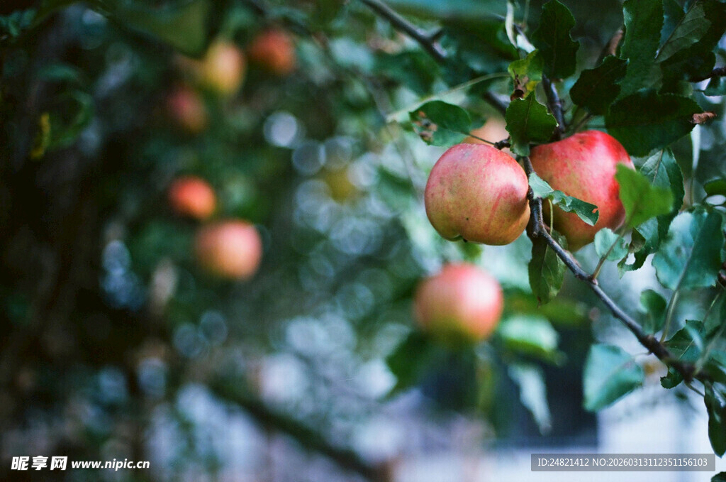 枝头红苹果