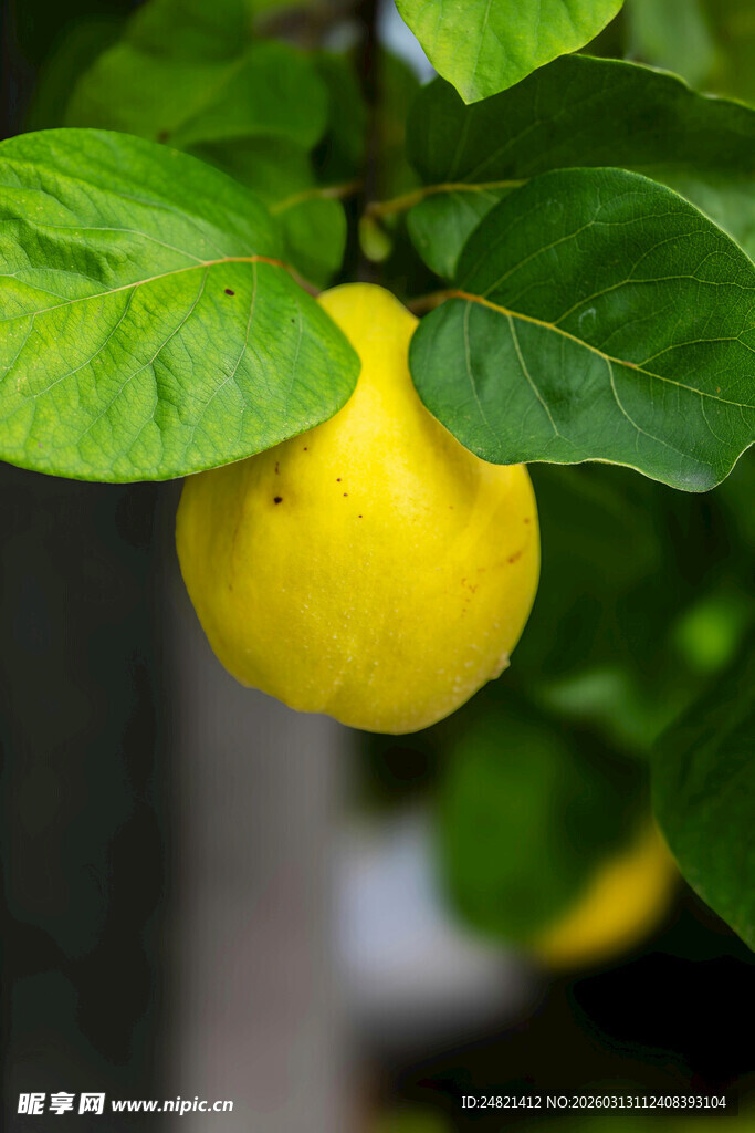 枝头黄熟的诱人香橼