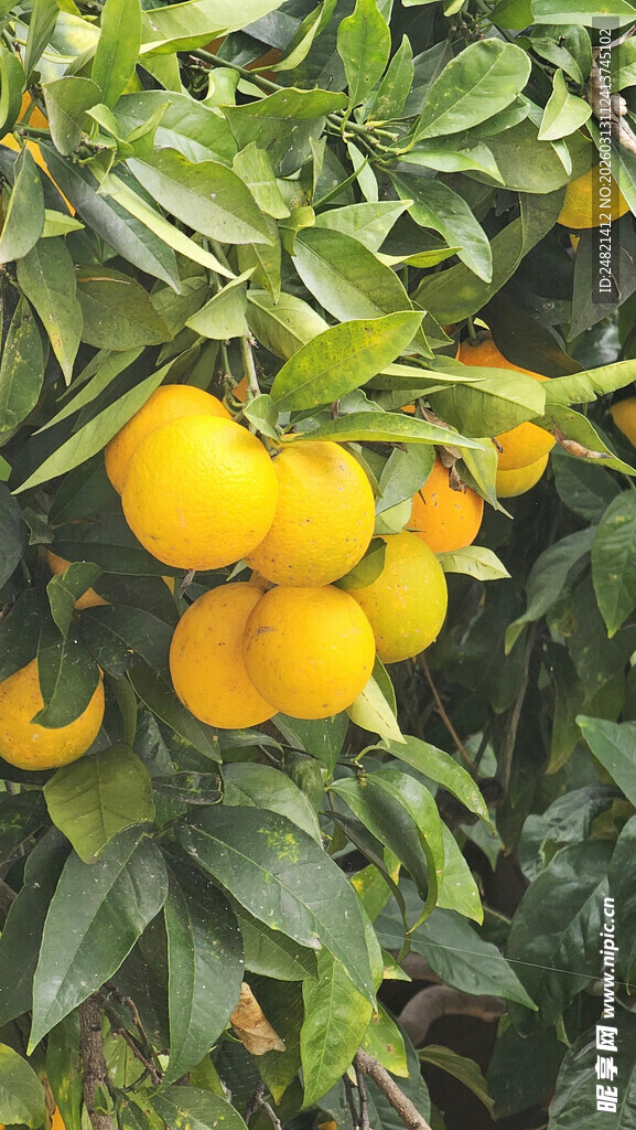 枝头挂满金黄柑橘