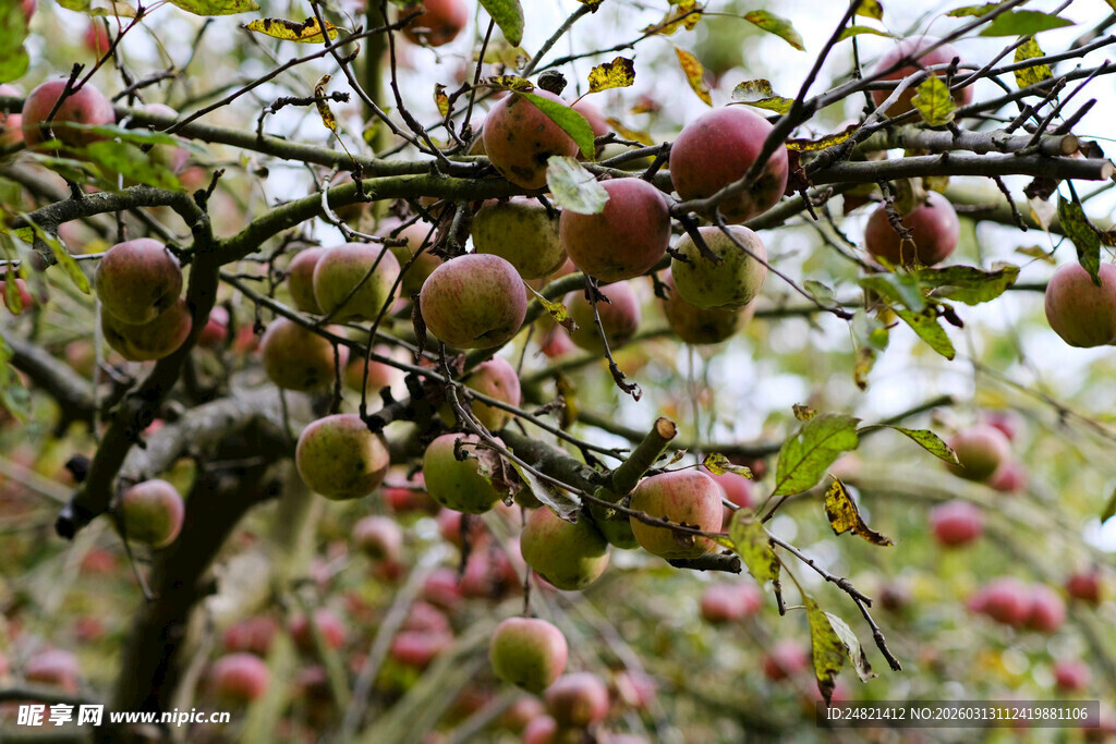 枝头硕果累累的苹果树