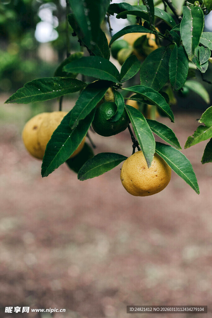 枝头挂着饱满的黄澄澄果实