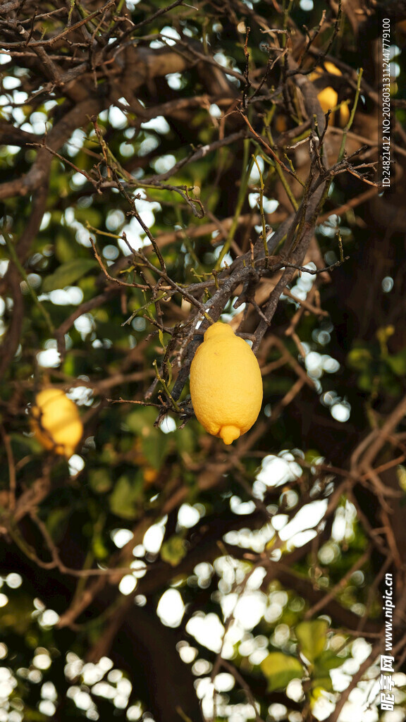 枝头挂着的黄色果实