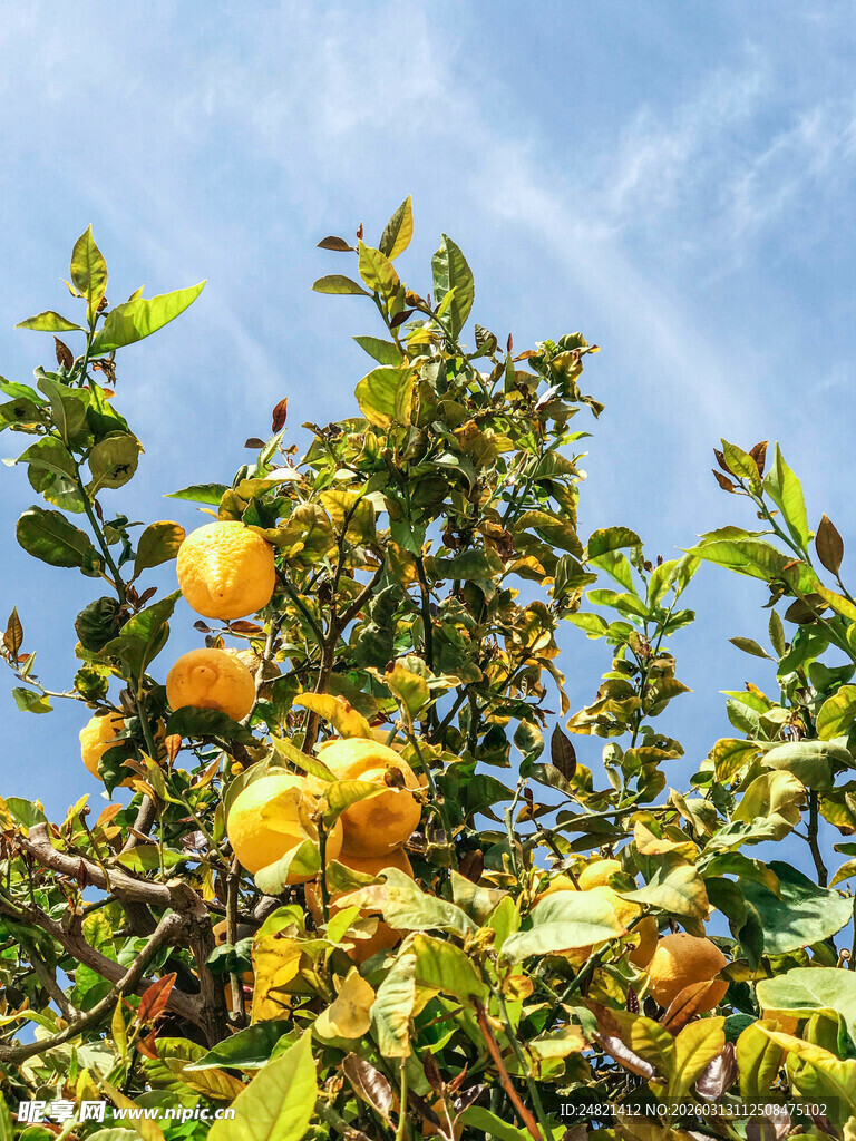 枝头硕果累累的黄色果实