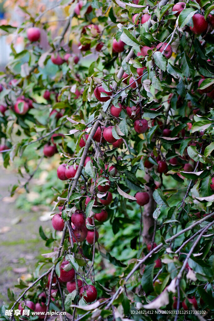 枝头挂满红苹果