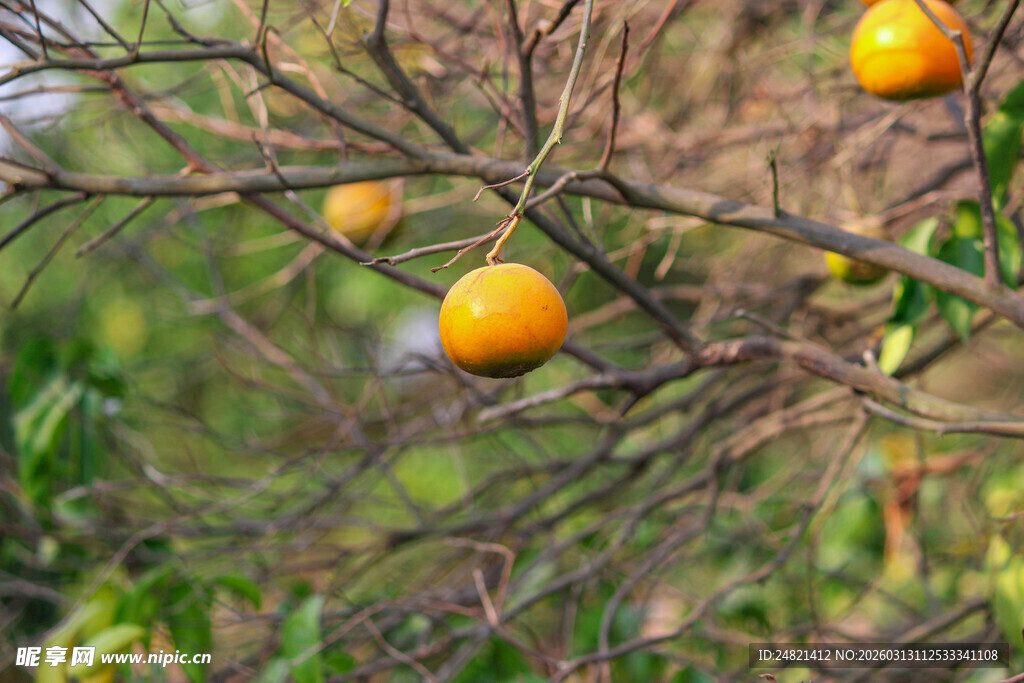 枝头挂果的金黄橘子