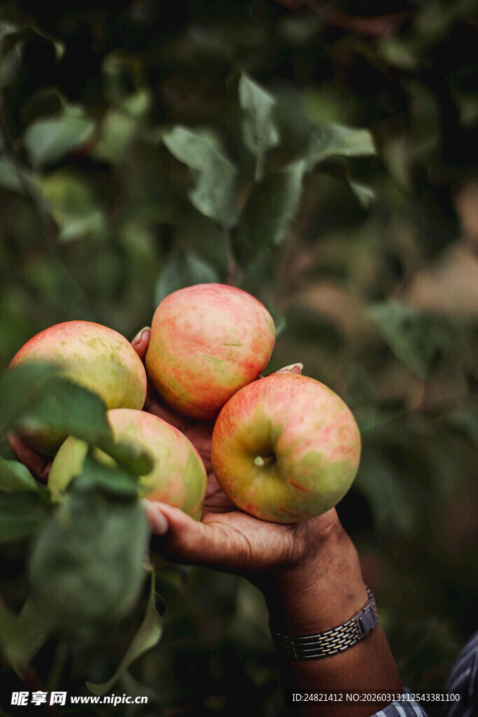 手捧新鲜苹果