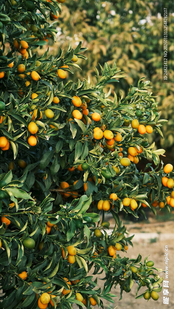 挂满果实的繁茂橘子树