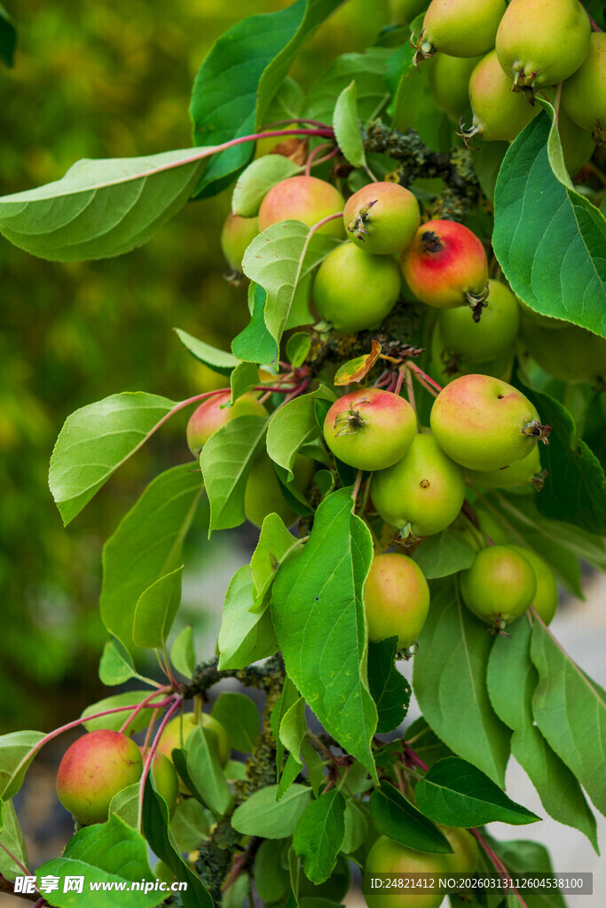 枝头硕果累累的青红果实