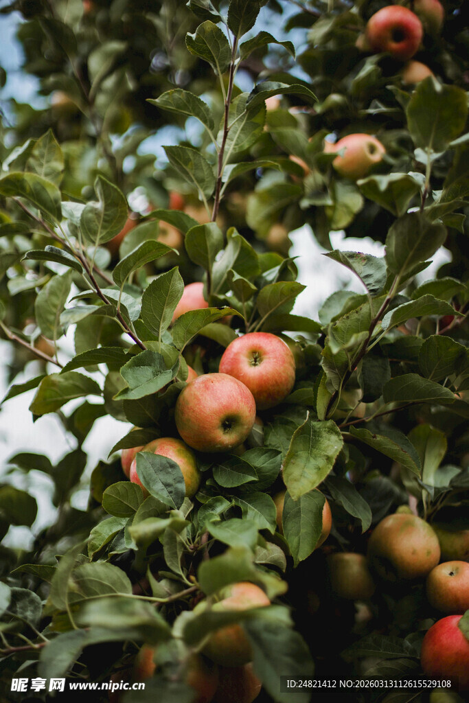 枝头硕果累累的红苹果