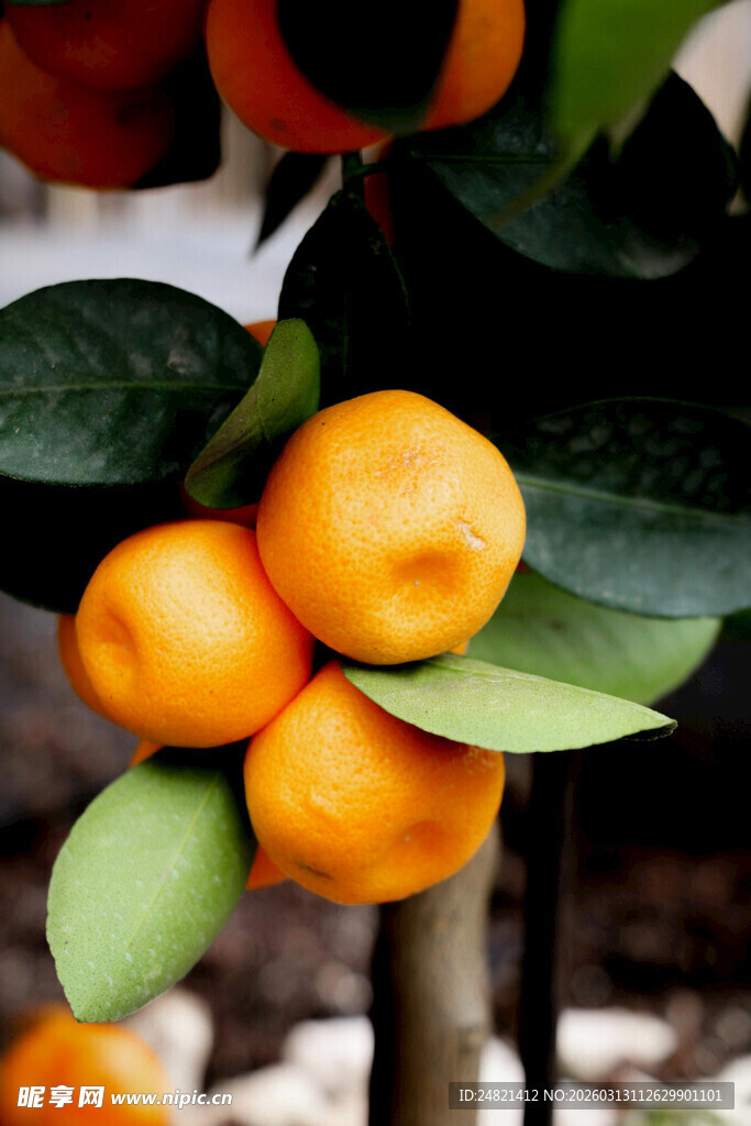 枝头饱满的橙色柿子