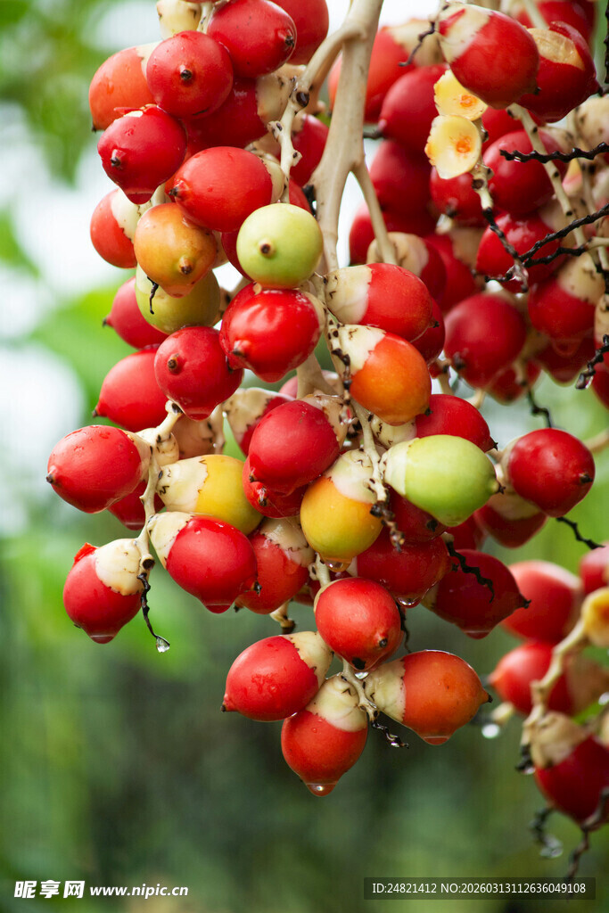 枝头红果累累挂