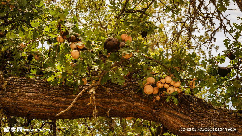 树枝上挂满橙黄果实