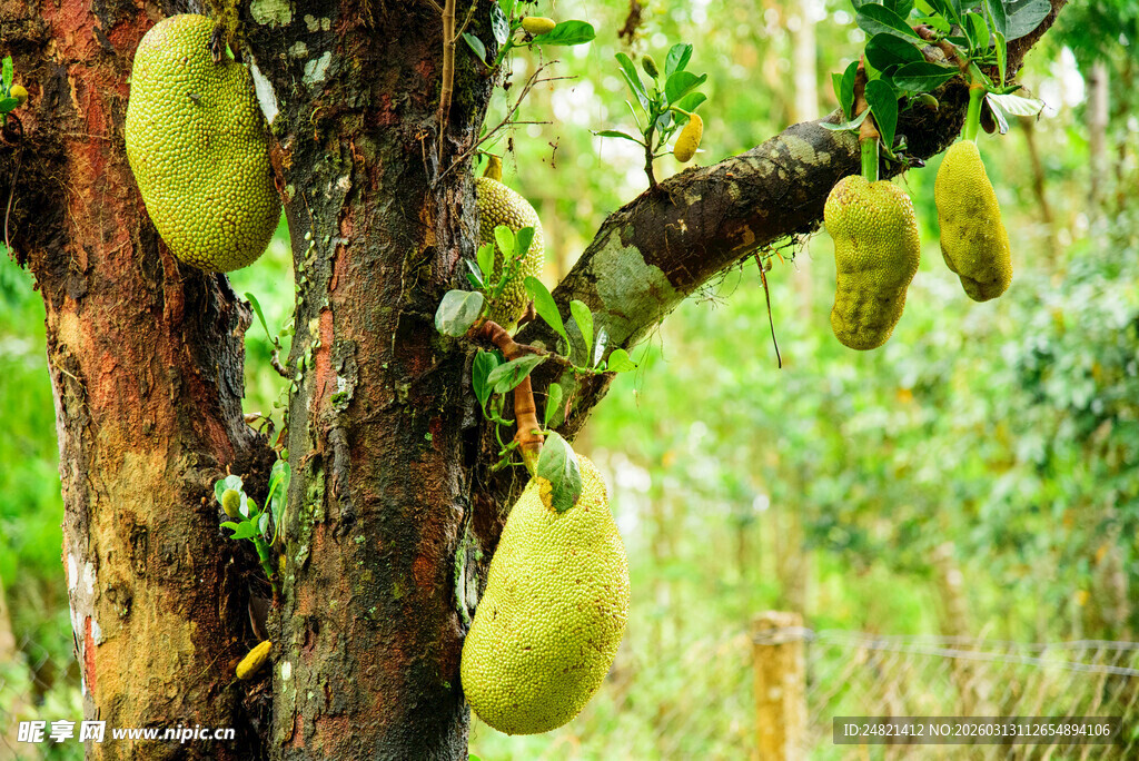 树上挂着的饱满菠萝蜜