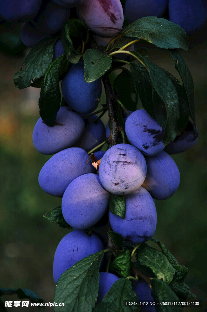 枝头紫李饱满诱人