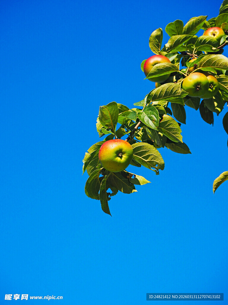 枝头硕果映蓝天