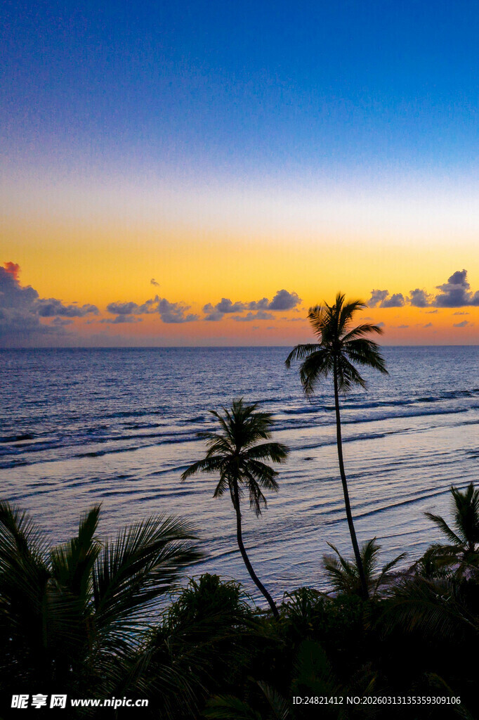 海边日落美景中的棕榈树